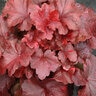Heuchera X Galaxy Coral Bells