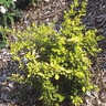 Berberis X Bailsel Golden Carousel Barberry