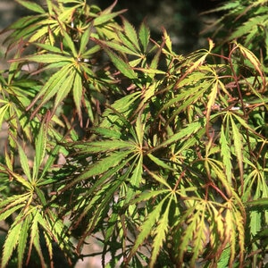 Acer palmatum subsp. matsumurae Spring Delight Japanese Laceleaf Maple