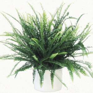 Nephrolepis Obliterata Kimberley Queen Australian Sword Fern
