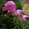 Magnolia X Susan Magnolia
