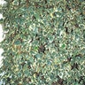 Hedera Canariensis Variegata Canarian Ivy
