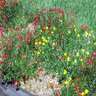 Portulaca grandiflora Moss Rose SP4 Container