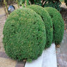 Buxus Microphylla var. Insularis Korean Boxwood