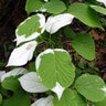Actinidia Kolomikta Arctic Beauty Variegated Kiwi Vine