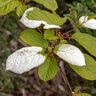 Actinidia Kolomikta Arctic Beauty Variegated Kiwi Vine