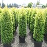Juniperus Communis Gold Cone Juniper 5 gal. Container