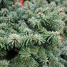 Abies Balsamea Nana Dwarf Balsam Fir