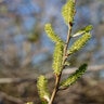 Salix Lasiolepis Arroyo Willow