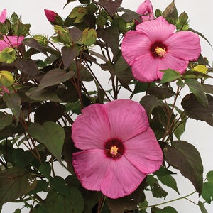 Hibiscus Moscheutos Head Over Heels Adore Hardy Hibiscus