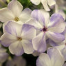 Phlox Paniculata Volcano Barphlopanflaliblue Lilac Splash Phlox