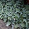 Stachys Byzantina Primrose Heron Lambs Ear