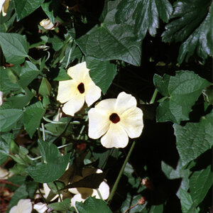 Thunbergia Alata Black-Eyed Susan Vine