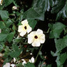 Thunbergia Alata Black-Eyed Susan Vine
