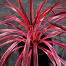 Cordyline Australis Sunrise Dracaena