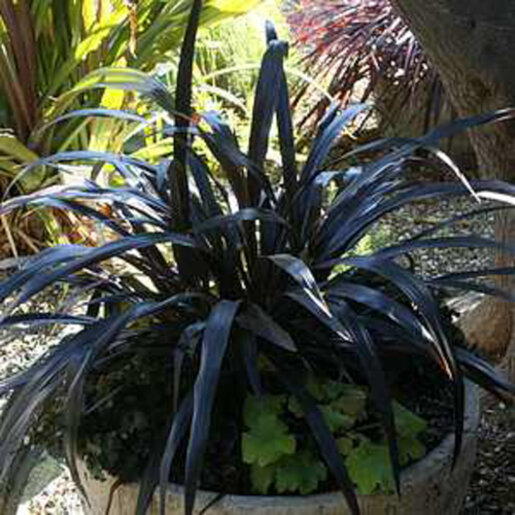 dracaena grass Dracaena Marginata Kiwi