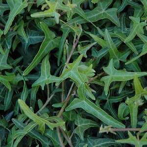 Hedera Helix Needlepoint English Ivy