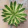 Agave Lophantha Quadricolor Agave