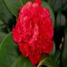 Camellia Japonica Professor Sargent Camellia 7 gal. Container