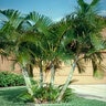 Chrysalidocarpus Lutescens Areca Palm 25-30 gal. Container