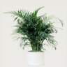 Chrysalidocarpus Lutescens Areca Palm 25-30 gal. Container