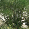 Cyperus Papyrus Graceful Grasses King Tut Papyrus