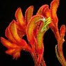 Anigozanthos X Amber Velvet Kangaroo Paws