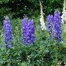 Delphinium X Hybridus Delgenius Glitzy Larkspur