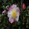 Camellia Sasanqua Hana Jiman Camellia 5 gal. Container