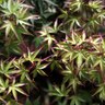 Acer Palmatum Murasaki Kiyohime Japanese Maple