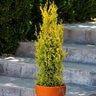 Cupressus Sempervirens Swane's Golden Italian Cypress Premium 15 gal. Container