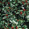 Ilex Verticillata Cacapon Winterberry Holly