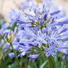 Agapanthus Praecox ssp. Orientalis BenFran Baby Pete African Lily