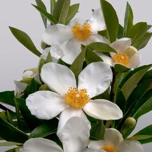 X Gordlinia Grandiflora Sweet Tea Mountain Gordlinia