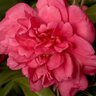 Camellia Sasanqua Alabama Beauty Camellia 7 gal. Container