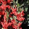 Pyracantha Koidzumii Victory Formosa Firethorn Espalier 7 gal. Container
