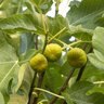 Ficus Carica Kadota Fig