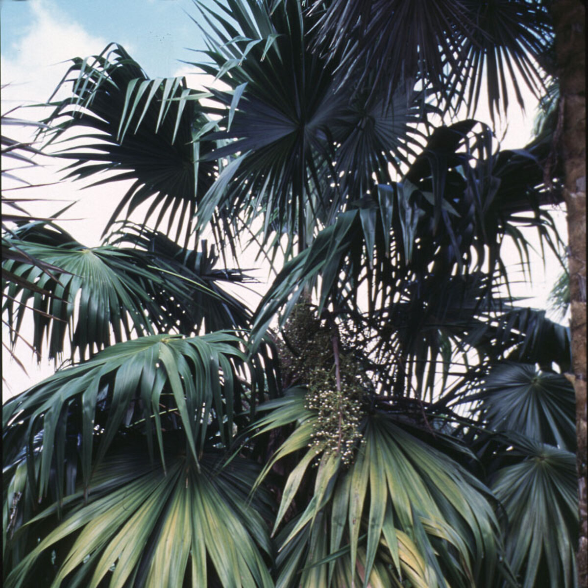 Thrinax Radiata Florida Thatch Palm | SiteOne US