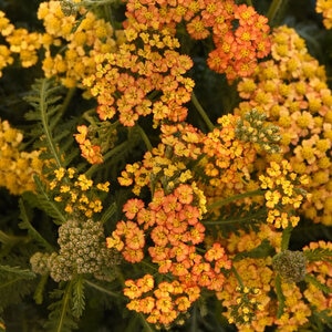 Achillea Millefolium Milly Rock Yellow Terracotta Portfolio Yarrow True 1 gal. Container