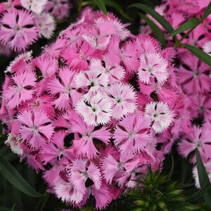 Dianthus X Barbatus Interspecific Rockin Pink Magic Portfolio Sweet William True 1 gal. Container