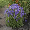 Campanula Carpatica Pearl Deep Blue Bellflower