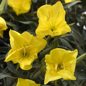 Oenothera Missouriensis Evening Sun Portfolio Evening Primrose True 1 gal. Container