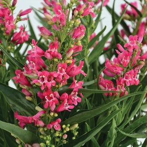 Penstemon Barbatus Rock Candy Ruby Portfolio Beardtongue True 1 gal. Container