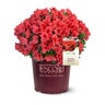 Rhododendron X Autumn Sunset Encore Azalea 3 gal. Container