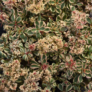 Sedum Spurium What a Doozie Portfolio Variegated Stonecrop True 1 gal. Container
