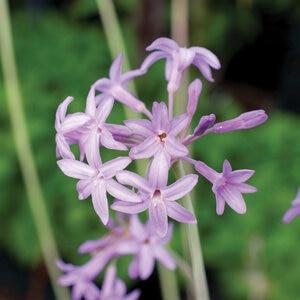Tulbaghia X Flamingo Portfolio Society Garlic True 1 gal. Container