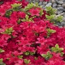 Rhododendron X Girards Crimson Azalea 3 gal. Container