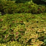 Solenostemon Scuttellarioides Dragon Heart Portfolio Coleus