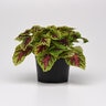 Solenostemon Scuttellarioides Dragon Heart Portfolio Coleus