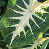 Colocasia Esculenta Royal Hawaiian White Lava Portfolio Elephant Ear